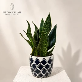 Snake Plant in Decorative Planter