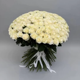 201 white Dutch roses (pre-order 14 days)