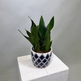 Snake Plant in Decorative Planter