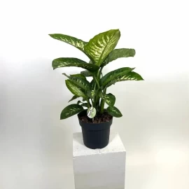 Dieffenbachia