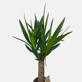 Yucca 70cm