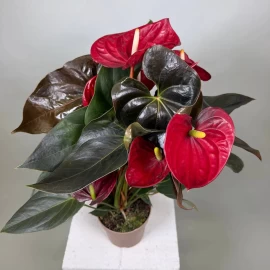 Anthurium roșu (55 cm)