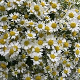 Букет из ромашек