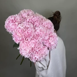 Hortensie roz