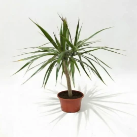 Dracaena 80 cm