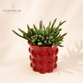 Rhipsalis in a Ceramic Pot