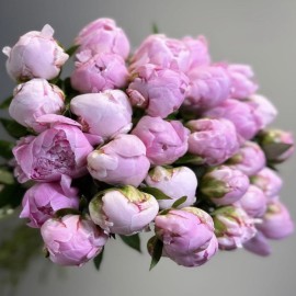 Bujor olandez ( disponibil la precomanda)