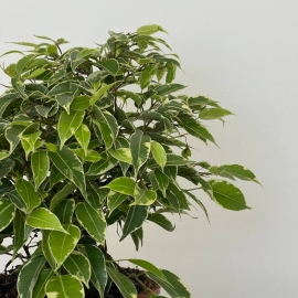 Ficus 30cm