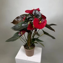 Anthurium roșu (55 cm)