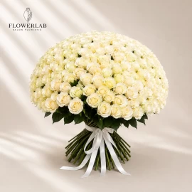 201 white Dutch roses (pre-order 14 days)