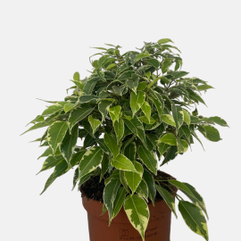 Ficus 30cm