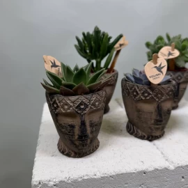 Mix de suculente în ghiveci decorativ (11 cm)