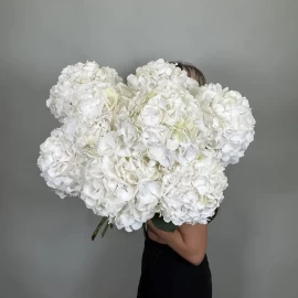 Hortensie albă