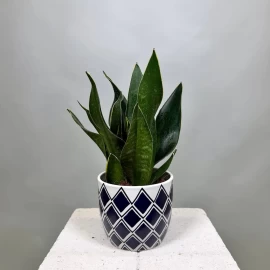 Snake Plant in Decorative Planter