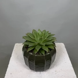 Echeveria (17 cm)