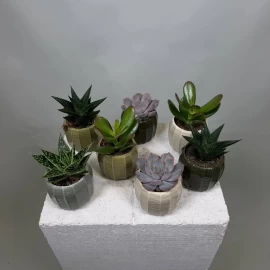 Mix de suculente (11 cm)