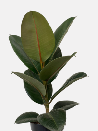 Ficus