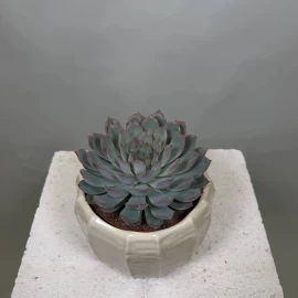 Echeveria (16 cm)