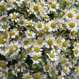Wild chamomile