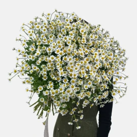 Wild chamomile
