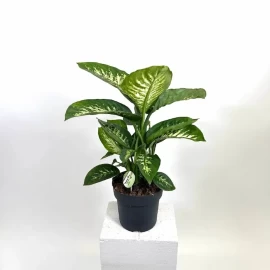 Dieffenbachia