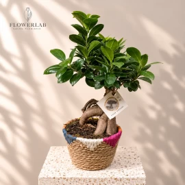 Ficus Bonsai (42 cm)
