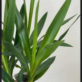 Yucca 70cm