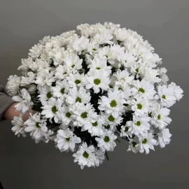 Crizantemă tip margaretă albă