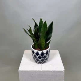 Snake Plant in Decorative Planter