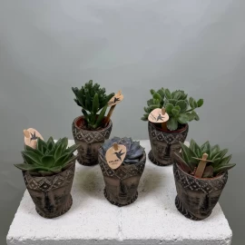 Mix de suculente în ghiveci decorativ (11 cm)