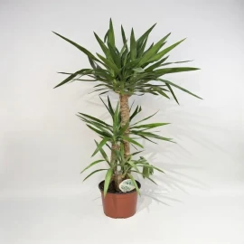 Yucca 140 cm