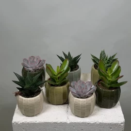 Mix de suculente (11 cm)