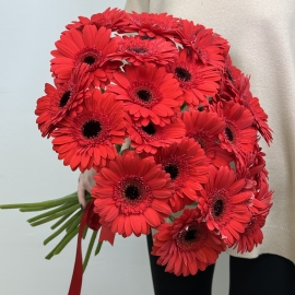 Red Gerbera daisies