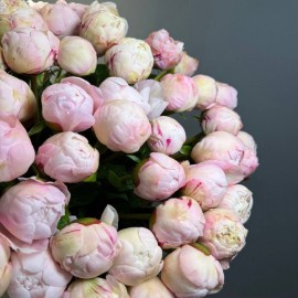 Dutch peony (available for pre-order)