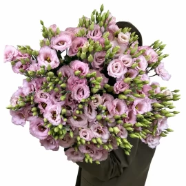 Lisianthus (Eustoma) roz