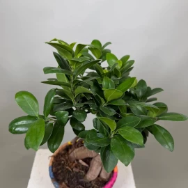 Ficus Bonsai (42 cm)