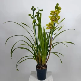 Orhidee Dendrobium