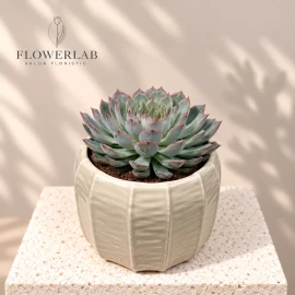 Echeveria (16 cm)