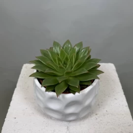 Echeveria (15 cm)