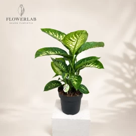 Dieffenbachia