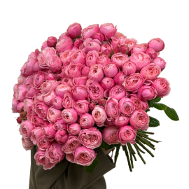 Pink spray peony roses