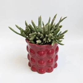 Rhipsalis in a Ceramic Pot
