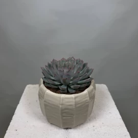 Echeveria (16 cm)