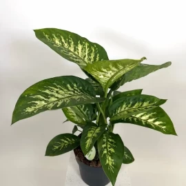 Dieffenbachia