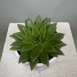 Echeveria (15 cm)
