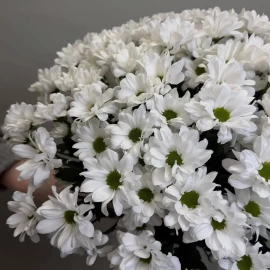 Crizantemă tip margaretă albă