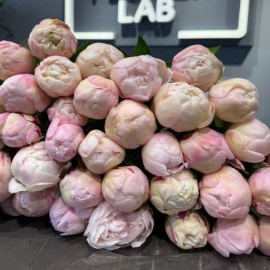 Dutch peony (available for pre-order)