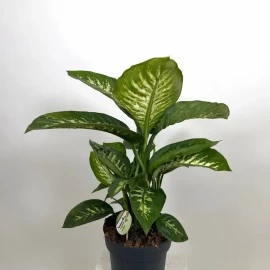 Dieffenbachia