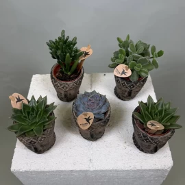 Mix de suculente în ghiveci decorativ (11 cm)
