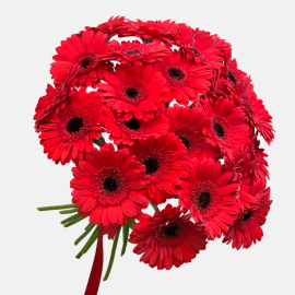 Red Gerbera daisies